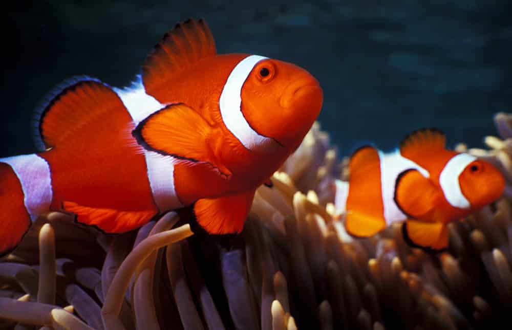 El fascinante mundo de los peces: características y diversidad