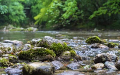 Los ríos: fuente de vida y diversidad