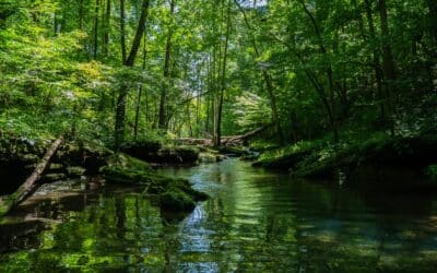 Los bosques: el tesoro verde de nuestro planeta